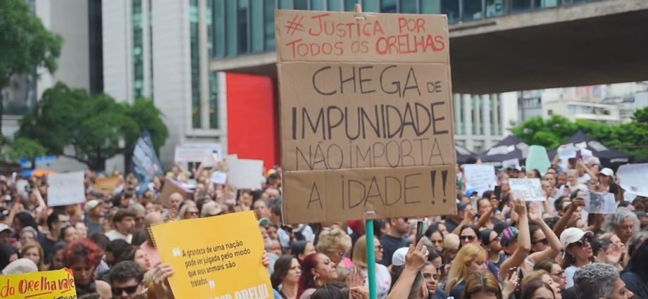 JUSTIÇA PARA O CÃO ORELHA: MANIFESTAÇÕES NO BRASIL