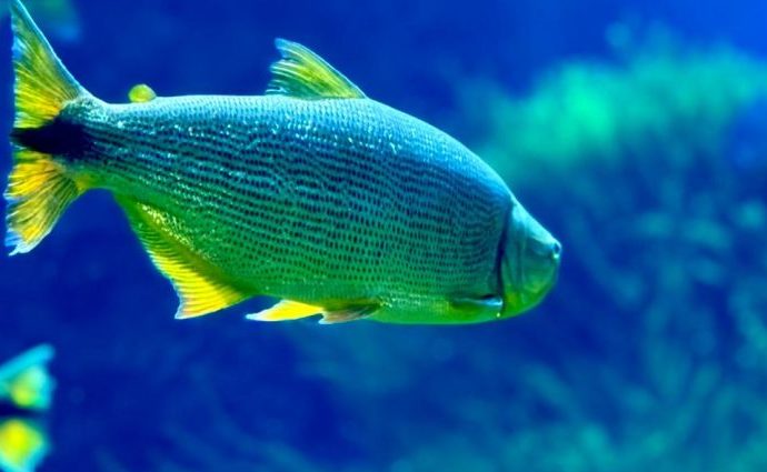 AÇÃO DE CONSERVAÇÃO NO BIOPARQUE PANTANAL