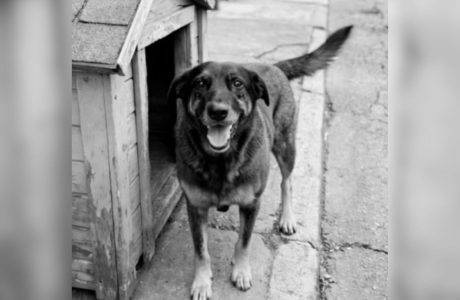 CÃO ORELHA: NOVAS REVELAÇÕES SOBRE O CASO EM FLORIANÓPOLIS