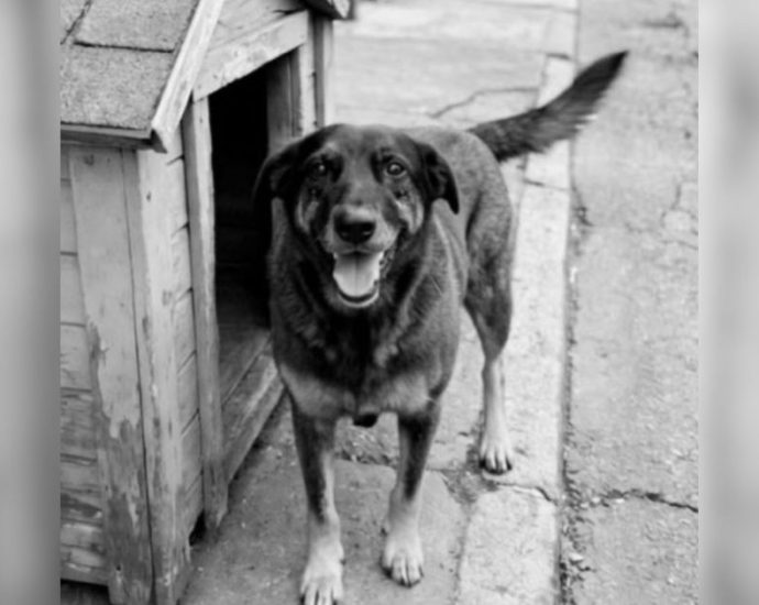 CÃO ORELHA: NOVAS REVELAÇÕES SOBRE O CASO EM FLORIANÓPOLIS