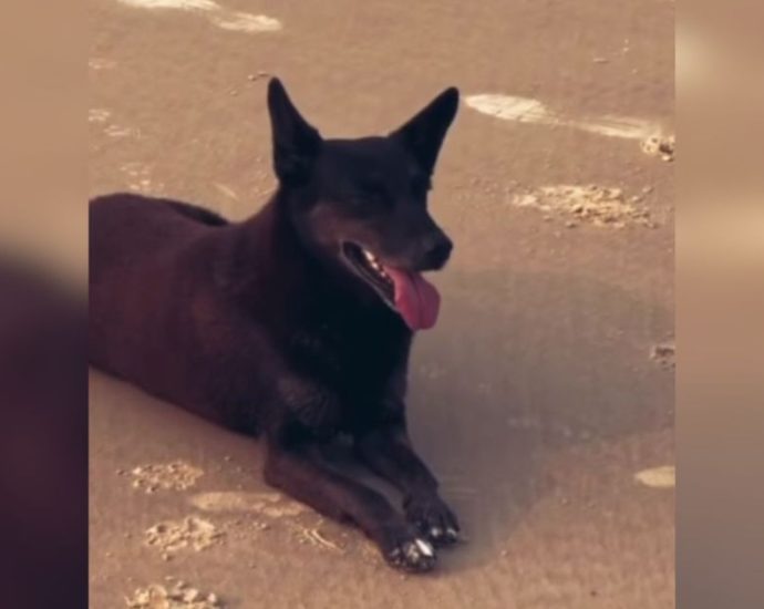 APREENSÃO DE PASSAPORTE: GARANTIA DE JUSTIÇA