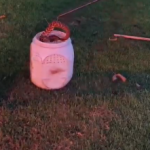 CASCAVEL: POLÍCIA AMBIENTAL CAPTURA SERPENTE EM UEMS