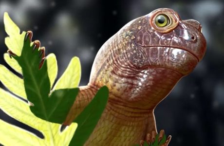 FÓSSIL DE PARARRÉPTIL REVELA SEGREDOS DO ECOSSISTEMA